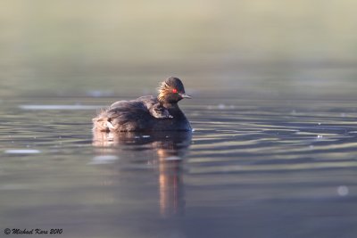 Black-necked Grebe - Geoorde Fuut