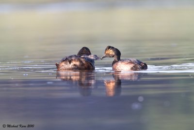 Black-necked Grebe - Geoorde Fuut