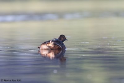 Black-necked Grebe - Geoorde Fuut