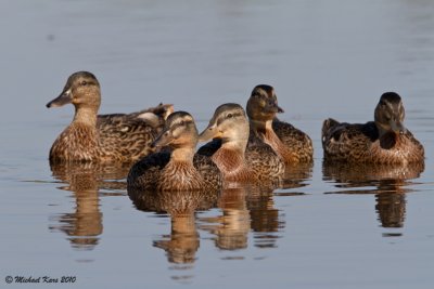 Mallard - Wilde Eend