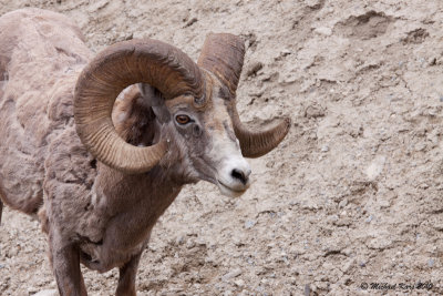 Bighorn Sheep - Banff National Park