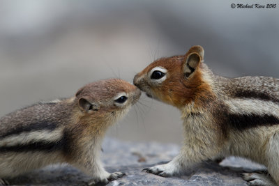 Golden-mantled Ground Squirrel - Banff