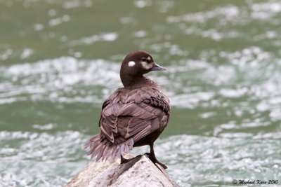 Harlequin Duck - Bow River - Banff