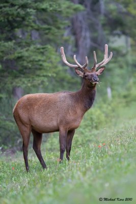 Elk - Banff NP