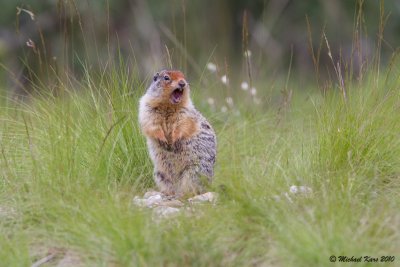 Columbian Ground Squirrel - Lake Louise