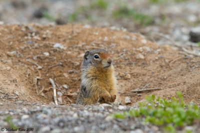 Columbian Ground Squirrel - Lake Louise