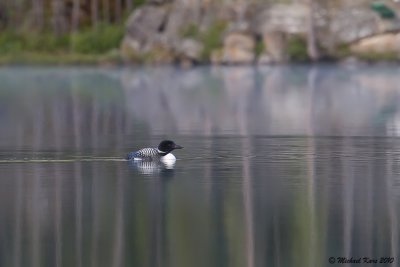 Great Northern Diver - Lake Louise