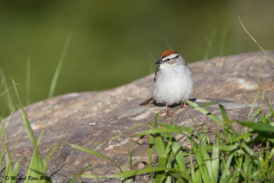 Chipping Sparrow - Icefields Parkway