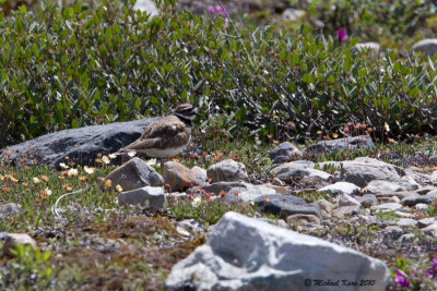 Kildeer - Icefields Parkway