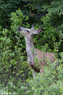 White-tailed Deer - Maligne Lake - Jasper