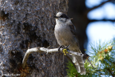 Grey Jay - Maligne Lake - Jasper