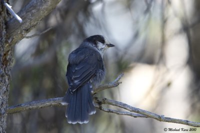 Grey Jay - Maligne Lake - Jasper