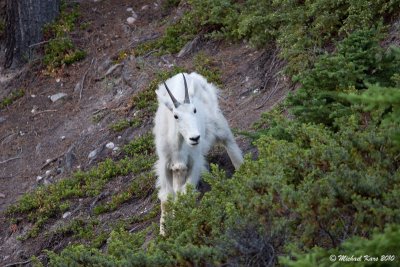 Mountain Goat - Kerkselin Mountain - Jasper