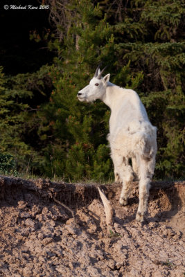 Mountain Goat - Kerkselin Mountain - Jasper