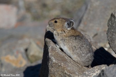 Pica - Whistler's Mountain - Jasper