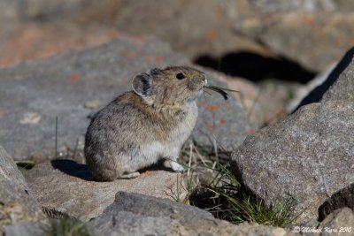 Pica - Whistler's Mountain - Jasper