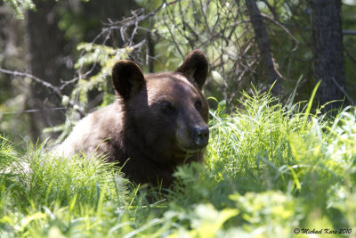 Black Bear - Marmot Mountain - Jasper