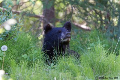Black Bear - Marmot Mountain - Jasper
