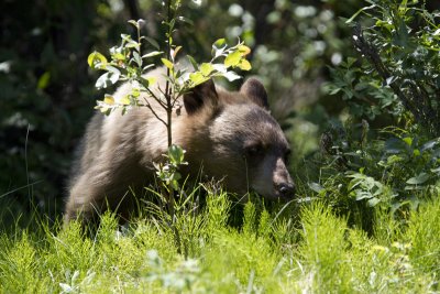 Black Bear - Marmot Mountain - Jasper