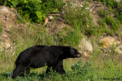 Black Bear - Valemount