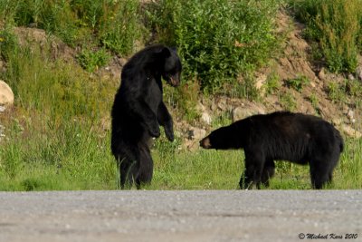 Black Bear - Valemount