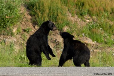 Black Bear - Valemount