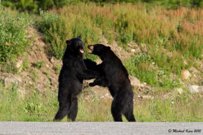 Black Bear - Valemount