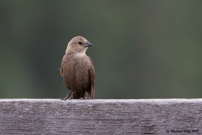 Brown-headed Cowbird - Wells Gray Provincial Park