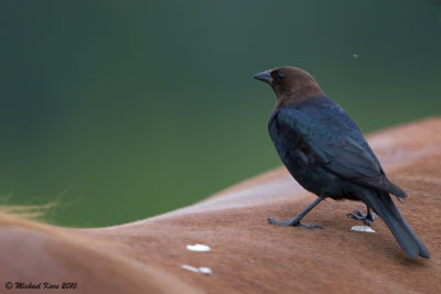 Brown-headed Cowbird - Wells Gray Provincial Park