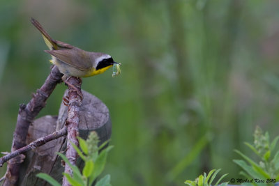 Common Yellowthroat - Wells Gray Provincial Park