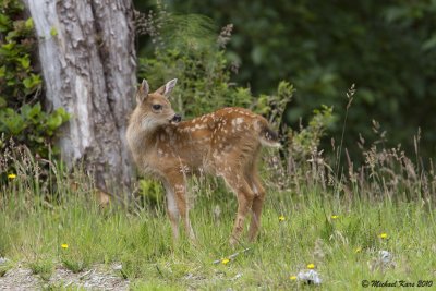 Black-tailed Deer - Ucluelet