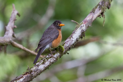 American Robin - Ucluelet