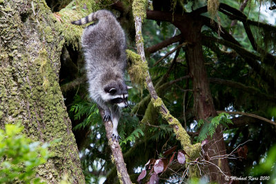 Racoon - Ucluelet