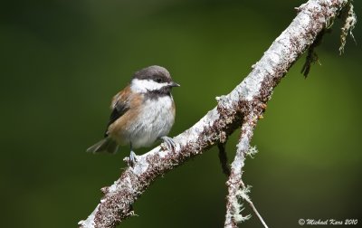 Chestnut-backed Chickadee - Ucluelet