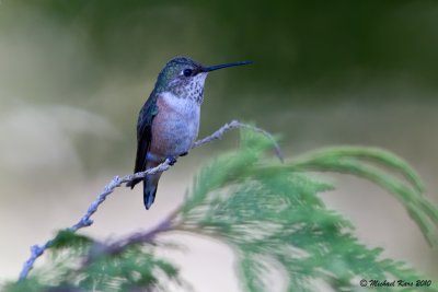 Rufous Hummingbird - Ucluelet
