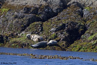 Harbour_Seal - Ucluelet