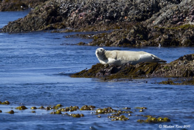 Harbour Seal - Ucluelet