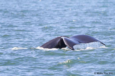 Humpback Whale - Ucluelet
