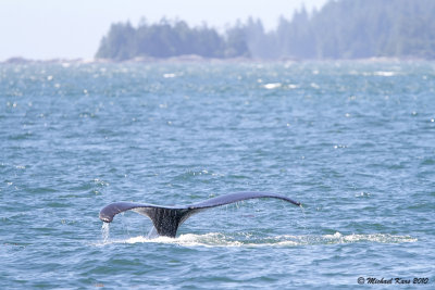 Humpback Whale - Ucluelet