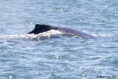 Humpback Whale - Ucluelet