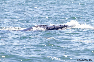 Humpback Whale - Ucluelet