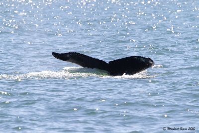 Humpback Whale - Ucluelet