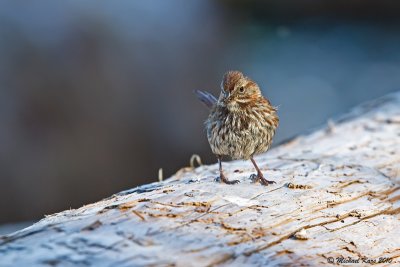 Song Sparrow - Ucluelet