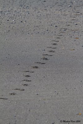 Wolf Trail - Ucluelet