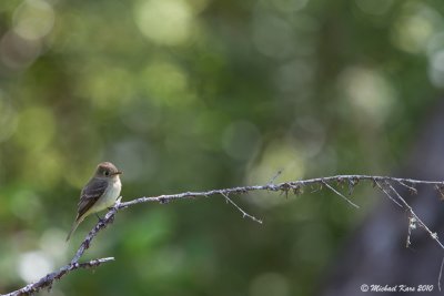 Pacific Slope Flycatcher - Ucluelet
