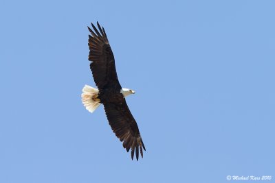 Bald Eagle - Ucluelet