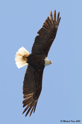 Bald Eagle - Ucluelet
