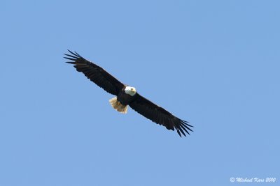 Bald Eagle - Ucluelet