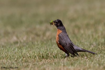 American Robin - Ucluelet