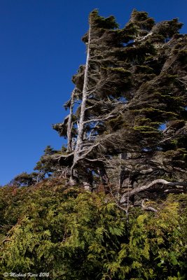Pacific Rim NP